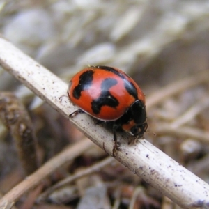 Coccinella transversalis at Kambah, ACT - 18 Feb 2017