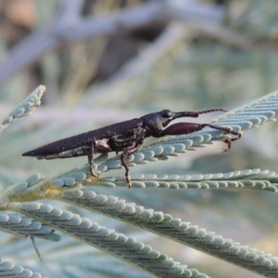 Rhinotia phoenicoptera (Belid weevil) at Gigerline Nature Reserve - 15 Feb 2017 by michaelb