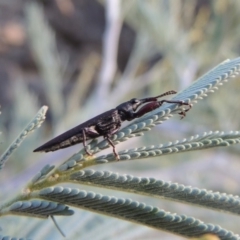 Rhinotia phoenicoptera at Tennent, ACT - 15 Feb 2017 07:47 PM