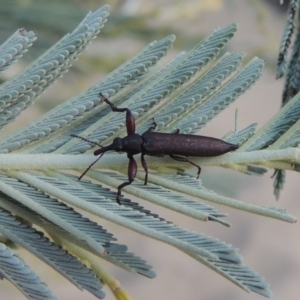 Rhinotia phoenicoptera at Tennent, ACT - 15 Feb 2017 07:47 PM