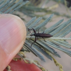 Rhinotia phoenicoptera at Tennent, ACT - 15 Feb 2017 07:47 PM