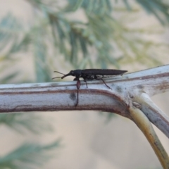 Rhinotia phoenicoptera at Tennent, ACT - 15 Feb 2017