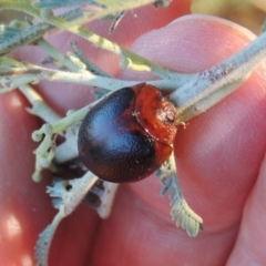 Dicranosterna immaculata (Acacia leaf beetle) at Tennent, ACT - 15 Feb 2017 by michaelb