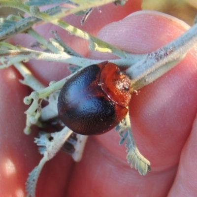 Dicranosterna immaculata (Acacia leaf beetle) at Gigerline Nature Reserve - 15 Feb 2017 by michaelb