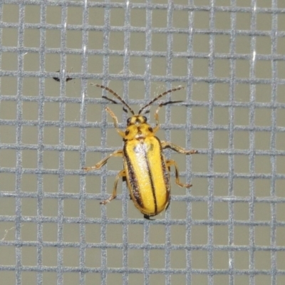 Xanthogaleruca luteola (Elm leaf beetle) at Conder, ACT - 17 Feb 2017 by MichaelBedingfield