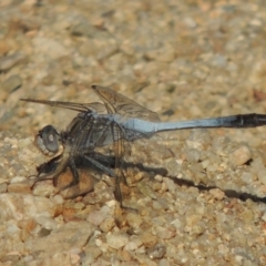 Orthetrum caledonicum (Blue Skimmer) at Paddys River, ACT - 15 Feb 2017 by MichaelBedingfield