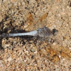 Orthetrum caledonicum (Blue Skimmer) at Gigerline Nature Reserve - 15 Feb 2017 by michaelb