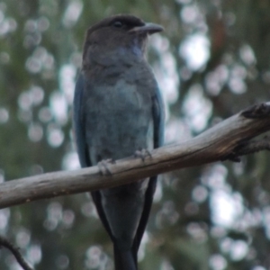 Eurystomus orientalis at Tennent, ACT - 15 Feb 2017