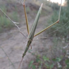 Acrida conica (Giant green slantface) at Gigerline Nature Reserve - 15 Feb 2017 by michaelb