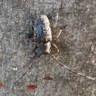 Ancita australis (Longicorn or longhorn beetle) at Tennent, ACT - 15 Feb 2017 by michaelb