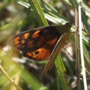 Heteronympha penelope at Rendezvous Creek, ACT - 16 Feb 2017 10:19 AM