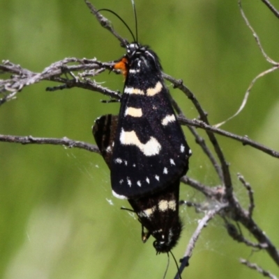 Phalaenoides tristifica (Willow-herb Day-moth) at Namadgi National Park - 16 Feb 2017 by HarveyPerkins