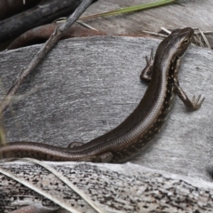 Eulamprus tympanum (Southern Water Skink) at Namadgi National Park - 16 Feb 2017 by HarveyPerkins