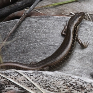 Eulamprus tympanum at Yaouk, NSW - 16 Feb 2017