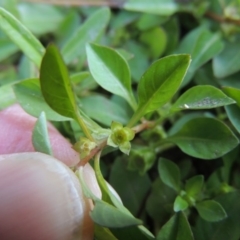 Ludwigia palustris (Marsh Purslane) at Tharwa, ACT - 15 Feb 2017 by michaelb