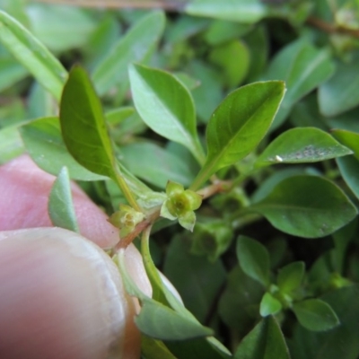 Ludwigia palustris (Marsh Purslane) at Gigerline Nature Reserve - 15 Feb 2017 by michaelb