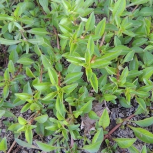 Ludwigia palustris at Tharwa, ACT - 15 Feb 2017 07:04 PM