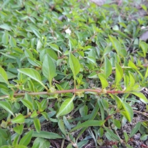 Ludwigia palustris at Tharwa, ACT - 15 Feb 2017 07:04 PM