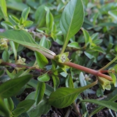 Ludwigia palustris at Tharwa, ACT - 15 Feb 2017 07:04 PM