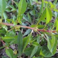 Ludwigia palustris at Tharwa, ACT - 15 Feb 2017