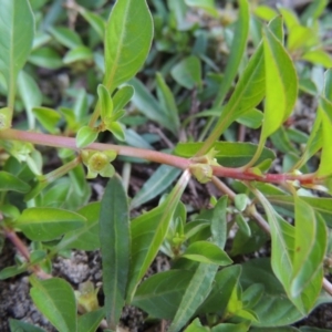 Ludwigia palustris at Tharwa, ACT - 15 Feb 2017 07:04 PM