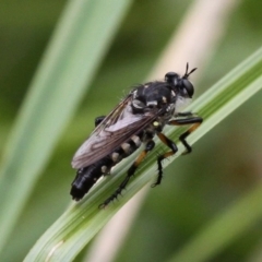 Thereutria sp. (genus) (Robber fly) at Yaouk, NSW - 16 Feb 2017 by HarveyPerkins