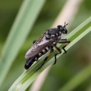 Thereutria sp. (genus) at Yaouk, NSW - 16 Feb 2017 02:44 PM