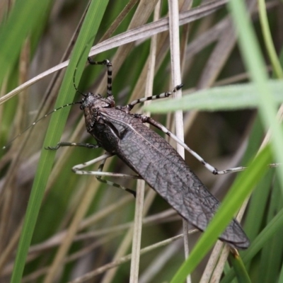 Acripeza reticulata (Mountain Katydid) at Namadgi National Park - 16 Feb 2017 by HarveyPerkins