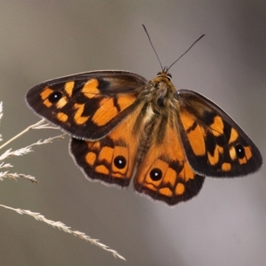 Heteronympha penelope at Yaouk, NSW - 16 Feb 2017 02:54 PM