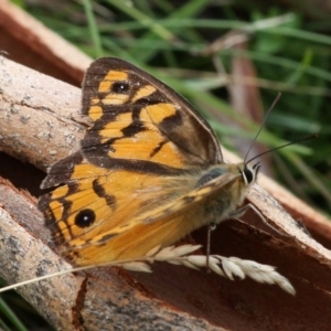 Heteronympha penelope at Yaouk, NSW - 16 Feb 2017 02:54 PM