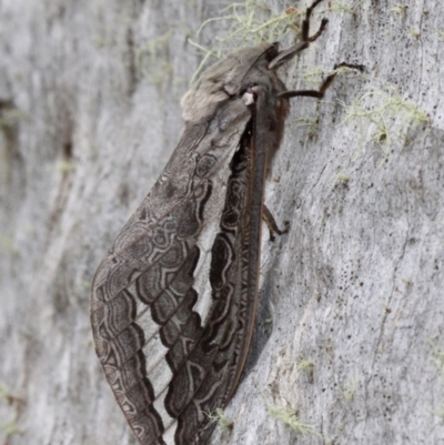 Abantiades labyrinthicus (Labyrinthine Ghost Moth) at Namadgi National Park - 16 Feb 2017 by HarveyPerkins