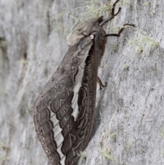 Abantiades labyrinthicus (Labyrinthine Ghost Moth) at Yaouk, NSW - 16 Feb 2017 by HarveyPerkins