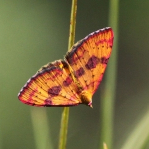 Chrysolarentia perornata at Yaouk, NSW - 16 Feb 2017