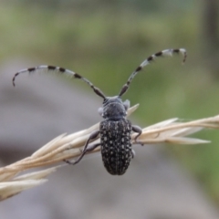 Ancita sp. (genus) (Longicorn or longhorn beetle) at Bullen Range - 21 Jan 2016 by MichaelBedingfield