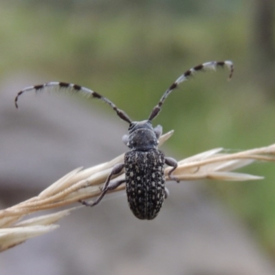 Ancita sp. (genus) (Longicorn or longhorn beetle) at Bullen Range - 21 Jan 2016 by MichaelBedingfield