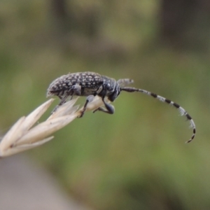 Ancita sp. (genus) at Bullen Range - 21 Jan 2016