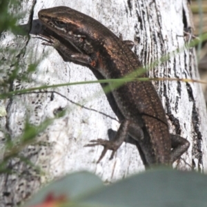 Pseudemoia entrecasteauxii at Yaouk, NSW - 16 Feb 2017