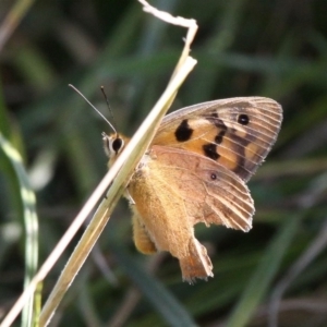 Heteronympha penelope at Mount Clear, ACT - 16 Feb 2017