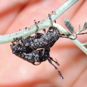 Ancita australis at Kambah Pool - 21 Jan 2016 08:33 PM