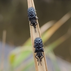Hispellinus multispinosus (Spiny leaf beetle) at Bullen Range - 21 Jan 2016 by MichaelBedingfield