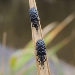 Hispellinus multispinosus (Spiny leaf beetle) at Bullen Range - 21 Jan 2016 by michaelb