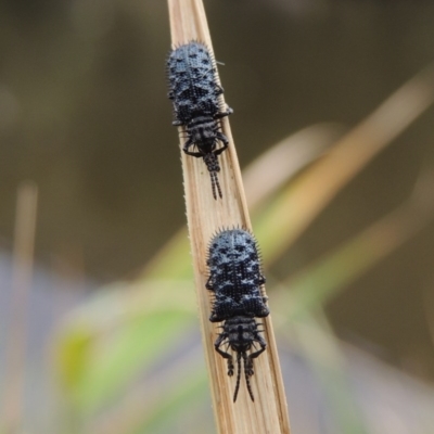 Hispellinus multispinosus (Spiny leaf beetle) at Bullen Range - 21 Jan 2016 by MichaelBedingfield