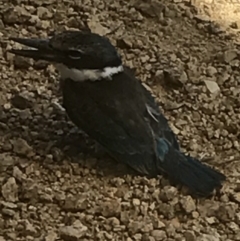 Todiramphus sanctus (Sacred Kingfisher) at QPRC LGA - 19 Feb 2017 by yellowboxwoodland