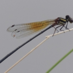 Nososticta solida (Orange Threadtail) at Kambah Pool - 23 Feb 2016 by michaelb