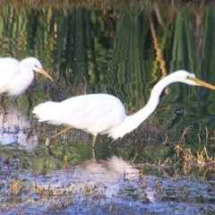 Ardea alba (Great Egret) at Fyshwick, ACT - 19 Feb 2017 by MatthewFrawley