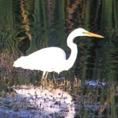 Ardea alba at Fyshwick, ACT - 19 Feb 2017