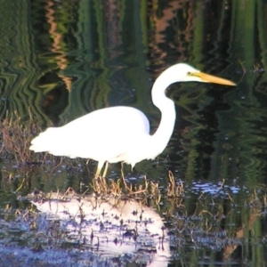 Ardea alba at Fyshwick, ACT - 19 Feb 2017