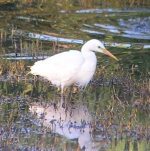 Ardea plumifera at Fyshwick, ACT - 19 Feb 2017 07:30 AM