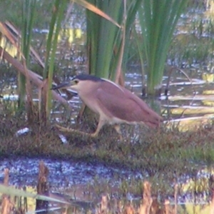 Nycticorax caledonicus at Fyshwick, ACT - 19 Feb 2017