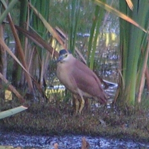 Nycticorax caledonicus at Fyshwick, ACT - 19 Feb 2017